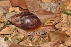 Lissachatina immaculata