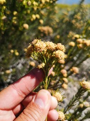 Leucadendron brunioides brunioides