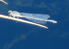 Pseudagrion draconis