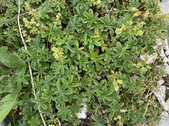 Alchemilla plicatula