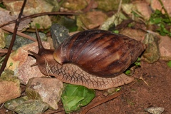 Lissachatina immaculata