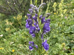 Aconitum angustifolium, photograph (c) Joss Carr, some rights reserved (CC BY)