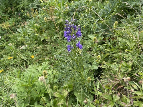 Aconitum angustifolium, photograph 3