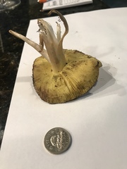 Tricholoma frondosae