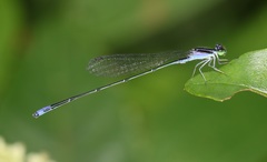 Aciagrion approximans