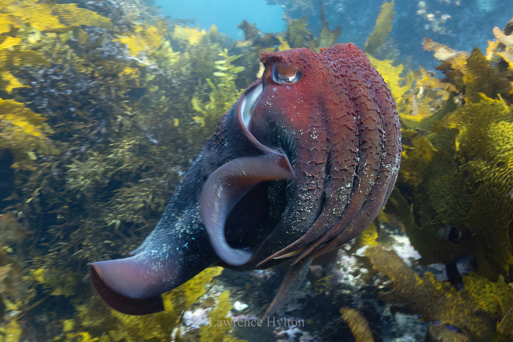 Giant Australian cuttlefish with a red-brown head and arms among kelp, one eye visible