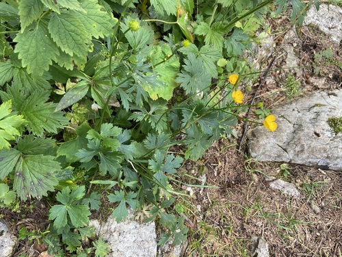 Buttercup (Ranunculus tuberosus)