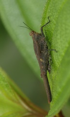Eucriotettix flavopictus