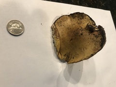 Tricholoma frondosae