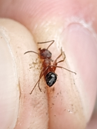Formica wheeleri