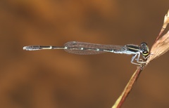 Agriocnemis splendidissima