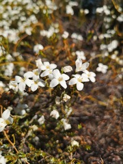 Lachnaea grandiflora