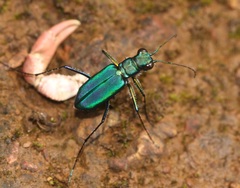 Cicindela whithillii
