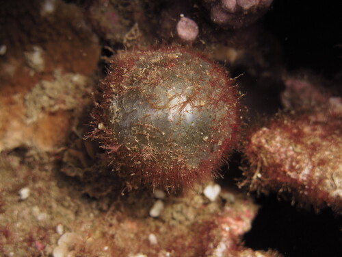 Valonia ventricosa, 2025-07-24