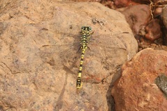 Paragomphus lineatus