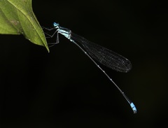 Caconeura ramburi