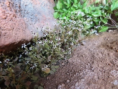 Crassula dentata