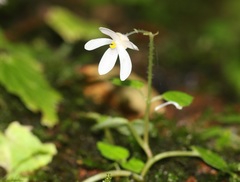 Begonia crenata