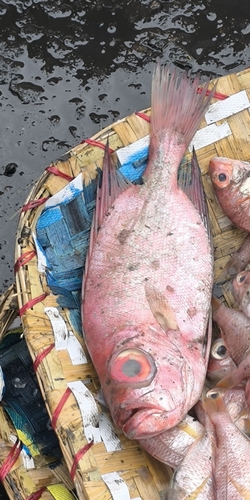 Slender bigeye (Priacanthus prolixus) — Priacanthidae — 5
