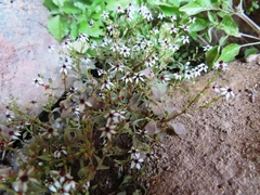 Crassula dentata