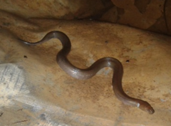 Homalophis