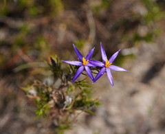 Calectasia intermedia