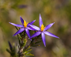 Calectasia intermedia