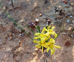 Moraea maximiliani