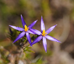 Calectasia intermedia