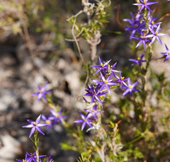 Calectasia intermedia