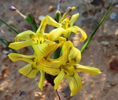 Moraea maximiliani