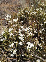 Lachnaea grandiflora