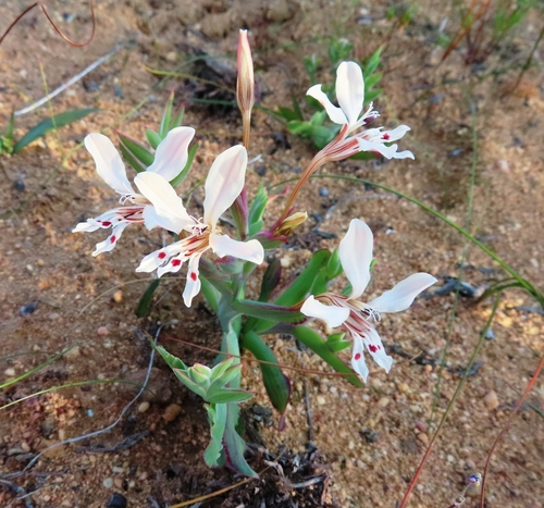 Image of Lapeirousia fabricii by (c) linkie, some rights reserved (CC BY)