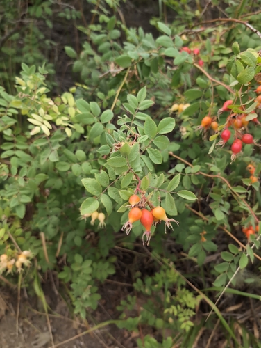 iNaturalist observation photo of California Wild Rose