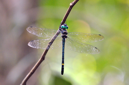 Macromia cydippe