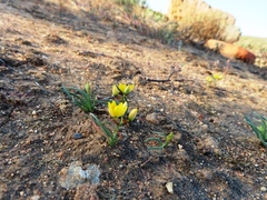Ornithogalum rupestre