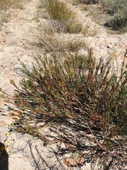 Leucadendron flexuosum