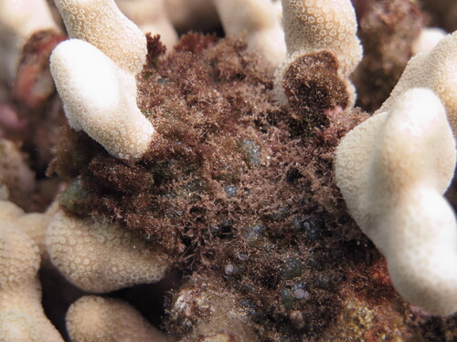 Dictyosphaeria observed 2025-07-23