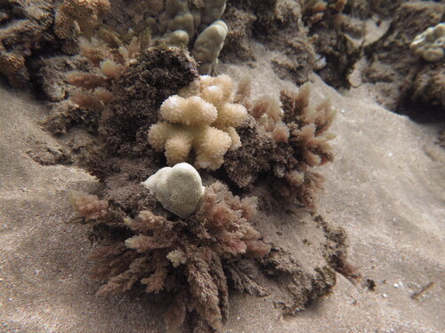 Asparagopsis taxiformis observed 2025-07-23