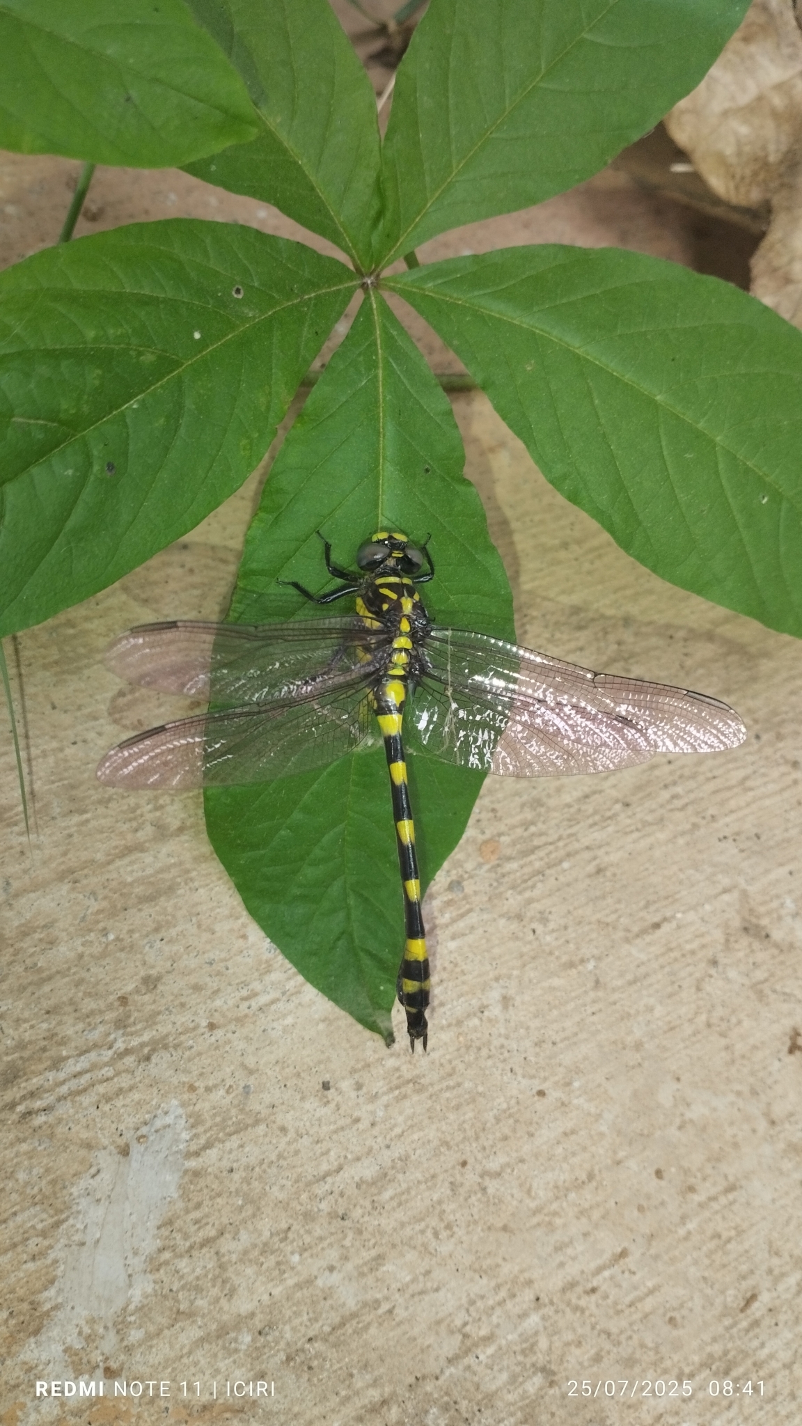 Indian Common Clubtail