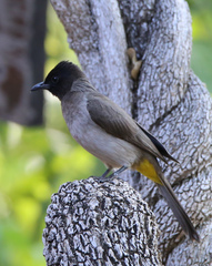 Pycnonotus barbatus tricolor