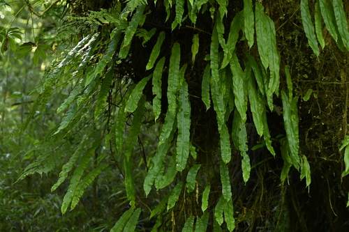 Oleandra wallichii, photograph 3