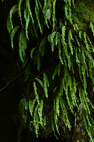 Oleandra wallichii, photograph 4