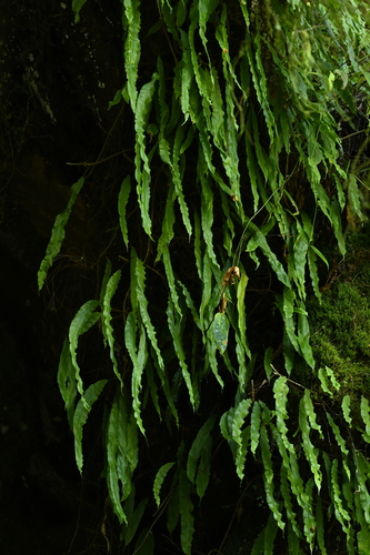 Oleandra wallichii, photograph 5