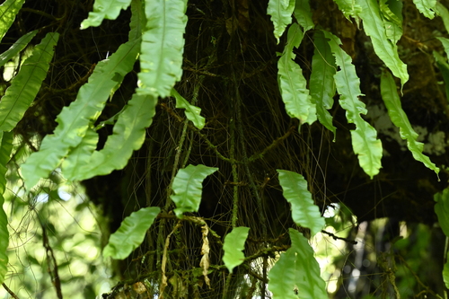 Oleandra wallichii, photograph 6