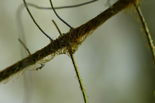 Oleandra wallichii