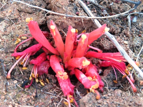 Image of Hyobanche rubra by (c) linkie, some rights reserved (CC BY)