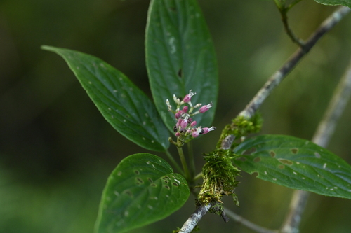Viburnum urceolatum, photograph 3
