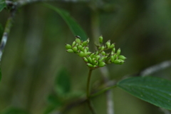 Viburnum urceolatum, photograph (c) 曾昱承 Yu-Cheng Zeng, some rights reserved (CC BY)