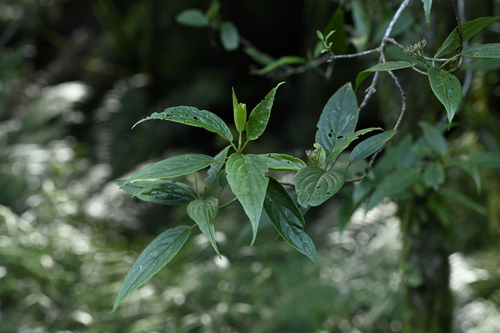 Viburnum urceolatum, photograph 5